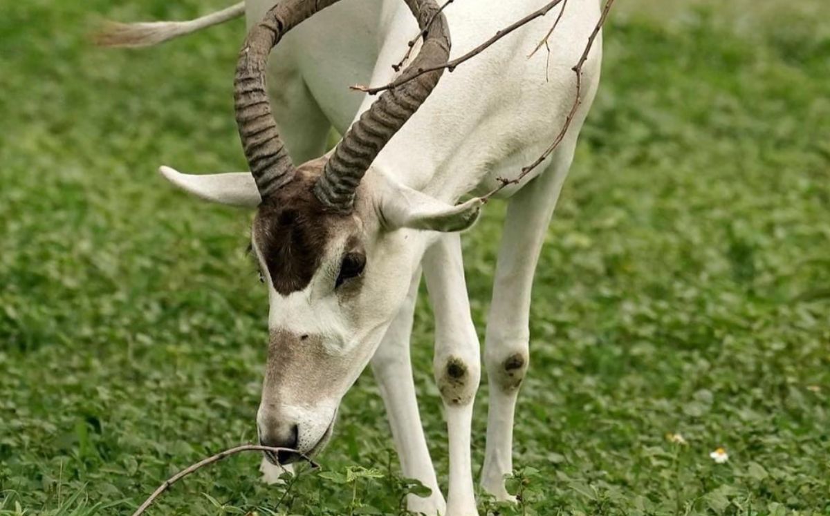 Colectivo protege animales de La Pastora